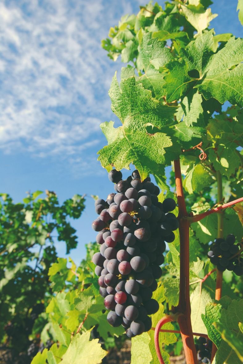 Découverte des vignobles du golfe de Saint-Tropez - Visite des vignobles - Visite des vignobles