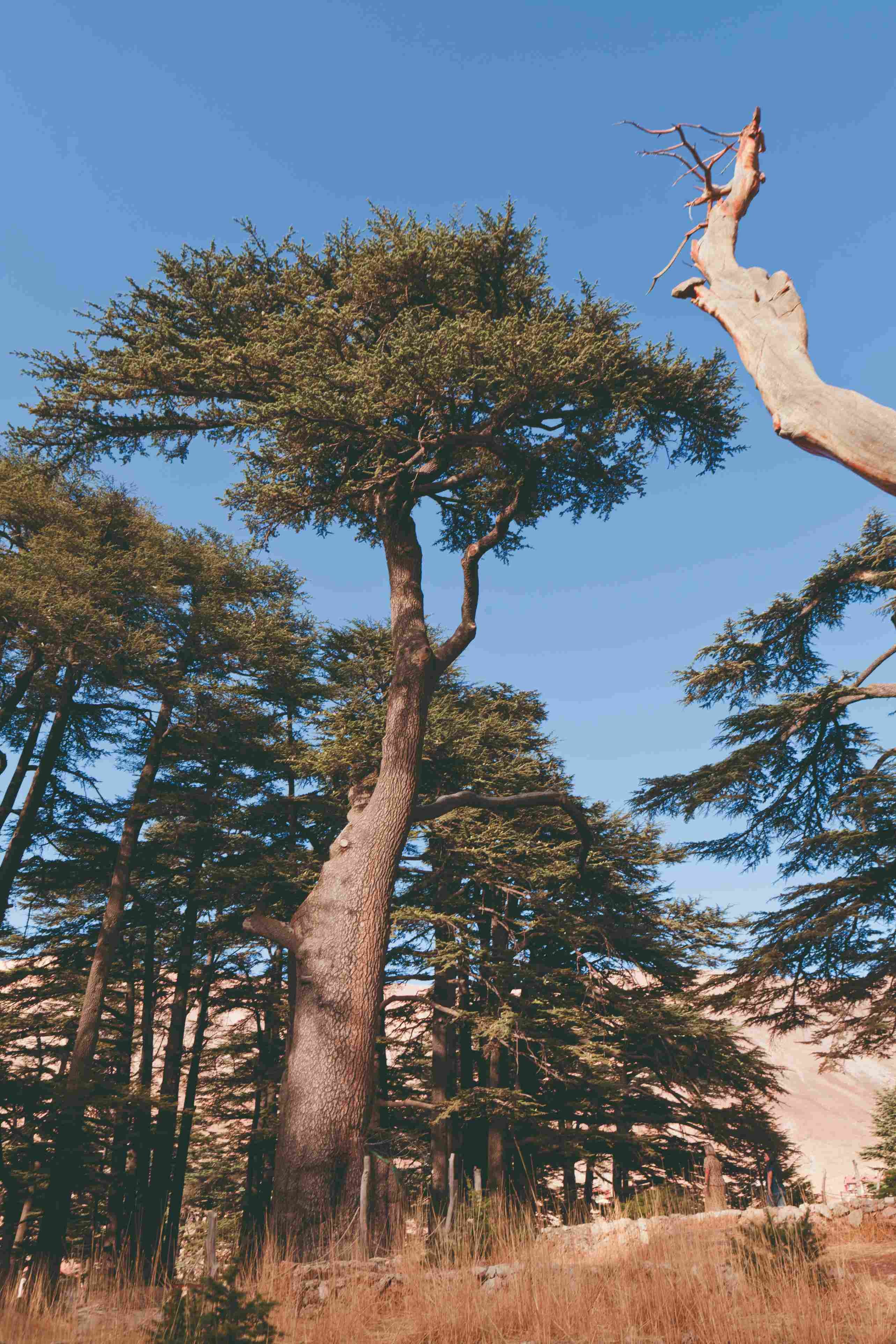 The must-sees of Lebanon - Les Cèdres, Qadicha, Byblos - Les Cèdres, Qadicha, Byblos