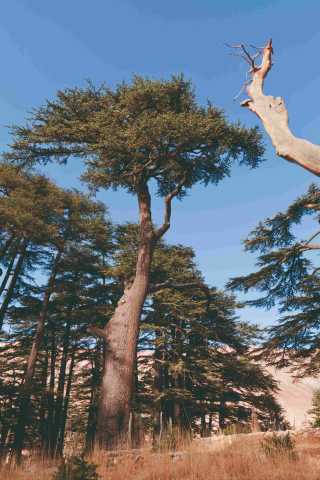 Le imperdibili del Libano