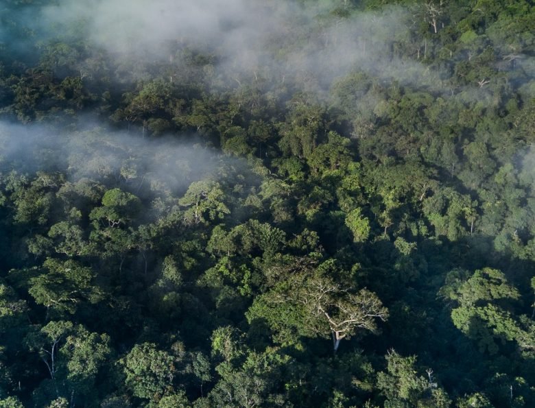 Exclusief verblijf in het hart van het nationaal park Odzala-Kokoua, juweel van Centraal-Afrika - Lango - Mboko - Brazzaville - Foto van de dag