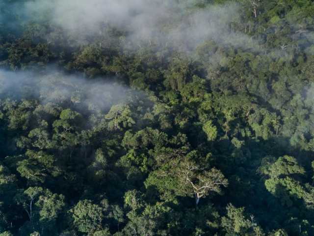Séjour exclusif au cœur du parc national d’Odzala-Kokoua, joyau d’Afrique centrale