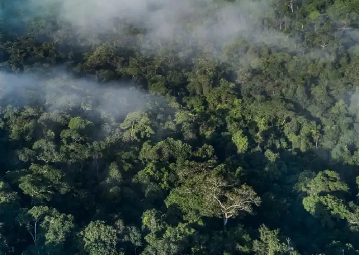Exclusief verblijf in het hart van het nationaal park Odzala-Kokoua, juweel van Centraal-Afrika - Lango - Mboko - Brazzaville - Foto van de dag