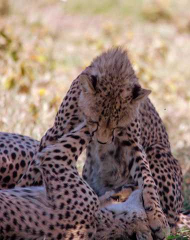 Escapade de lune de miel de luxe : Safari de 5 jours