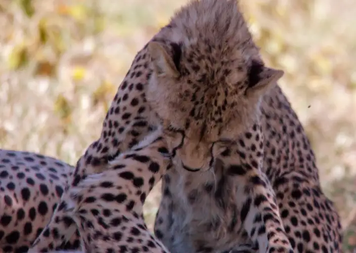 Escapade de lune de miel de luxe : Safari de 5 jours - Arusha à Tarangire - La romance commence - Photo du jour