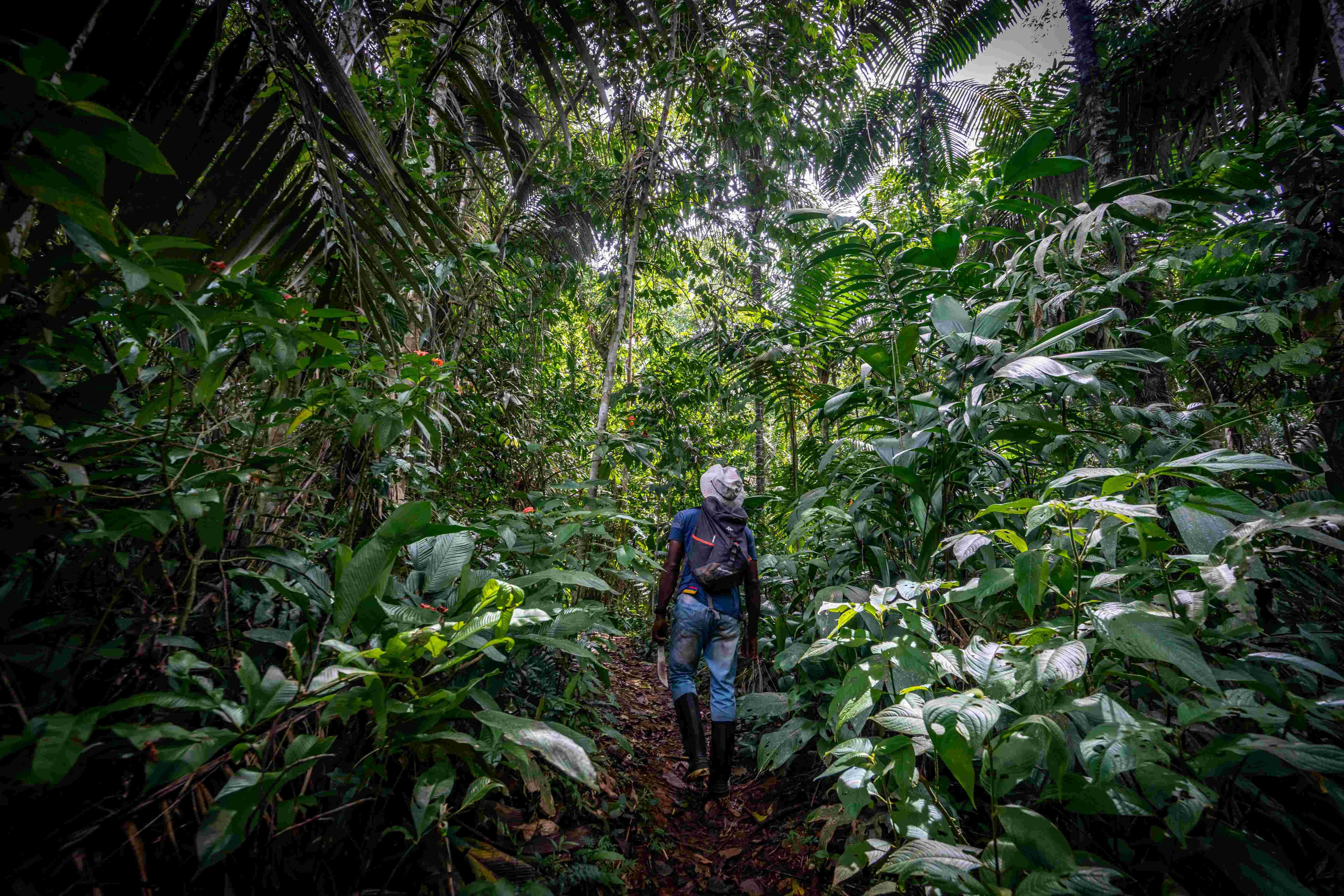 De la Amazonia al Caribe - En el corazón del Amazonas - Reserva Calanoa - Au cœur de l'Amazonie - réserve Calanoa