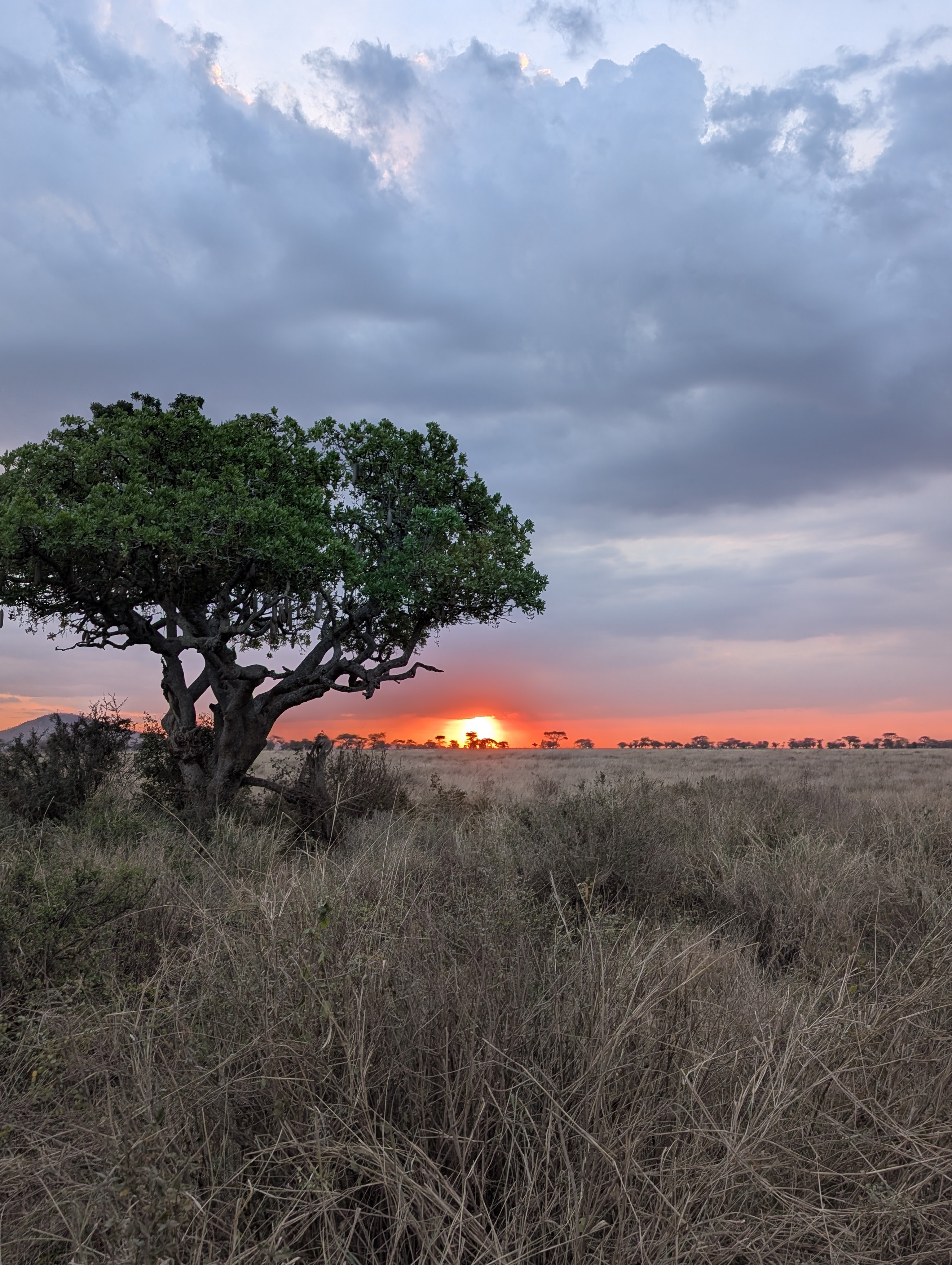 Tarangire, Serengeti, Ngorongoro, safari qualità-prezzo - Safari nel Serengeti - Foto del giorno
