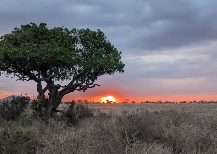 Tarangire, Serengeti, Ngorongoro, safari calidad-precio - null - Foto del día