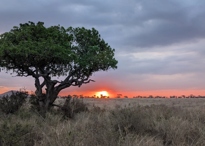 Tarangire, Serengeti, Ngorongoro, safari qualità-prezzo - Safari nel Serengeti - Foto del giorno