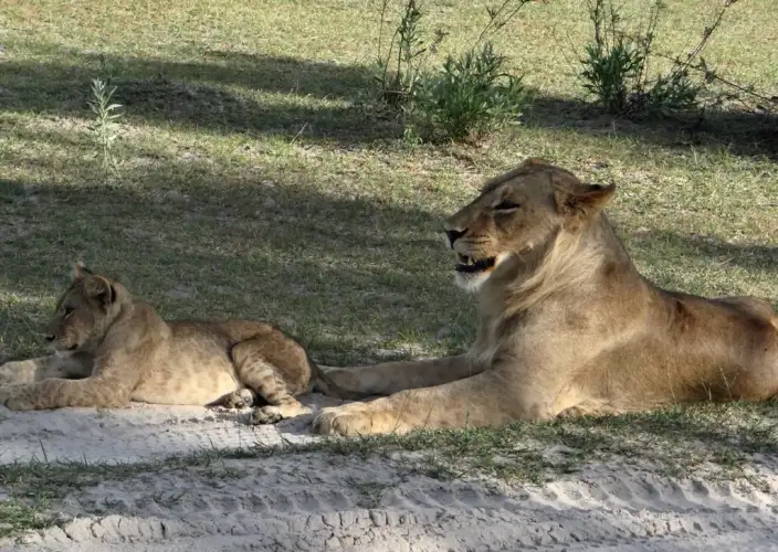 Botswana aus der Luft gesehen - Khwai - Tagesfoto