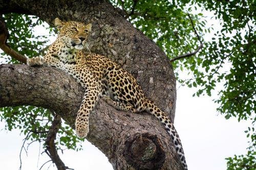 5 Day Serengeti & Ngorongoro Safari - Arrival Day (Bed & Breakfast) - Arrival Day (Bed & Breakfast)