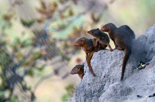 5 Day Serengeti & Ngorongoro Safari - Serengeti National Park (B, L, D) - Serengeti National Park (B, L, D)