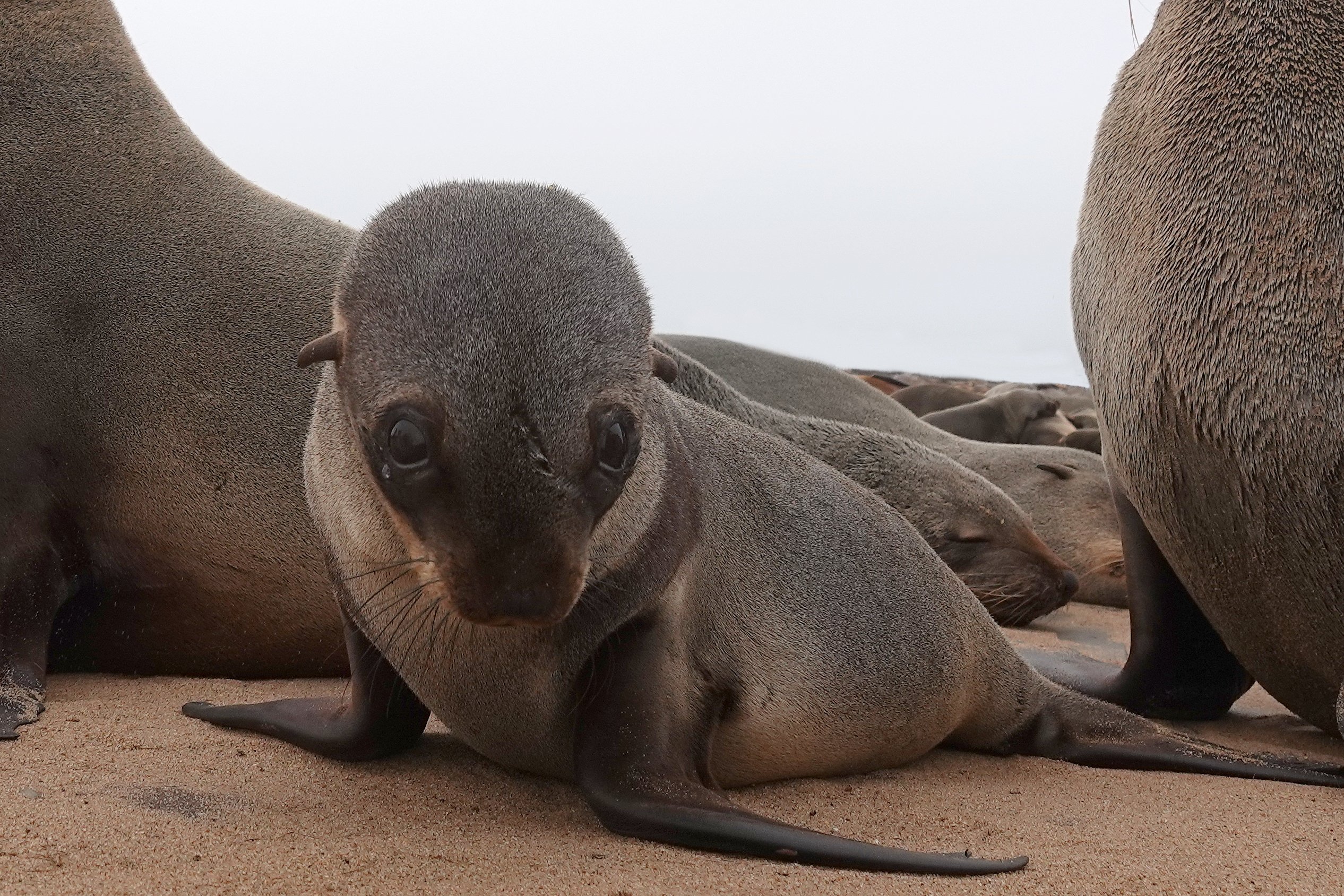 Die Flüsse Namibias - Die Dünen, die in den Ozean eintauchen - Tagesfoto