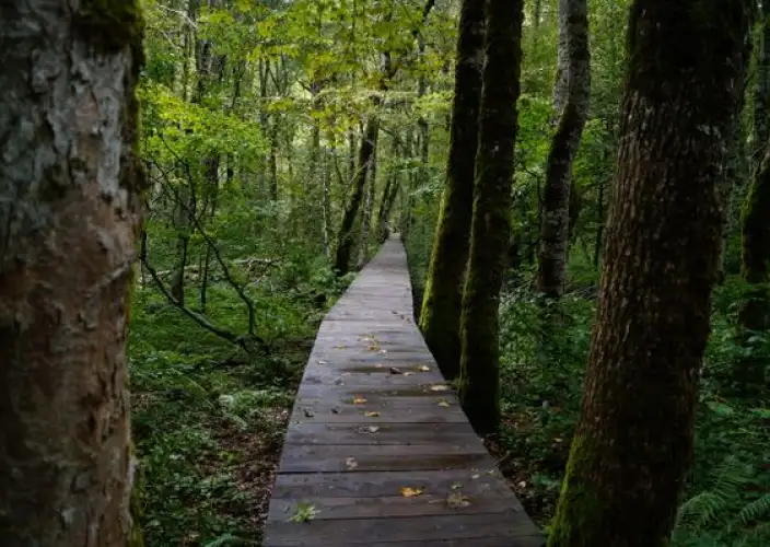 Through the Balkans: Canyons, Kingdoms, and Coasts - Primeval Forests and Crossing into Montenegro - Photo of the day