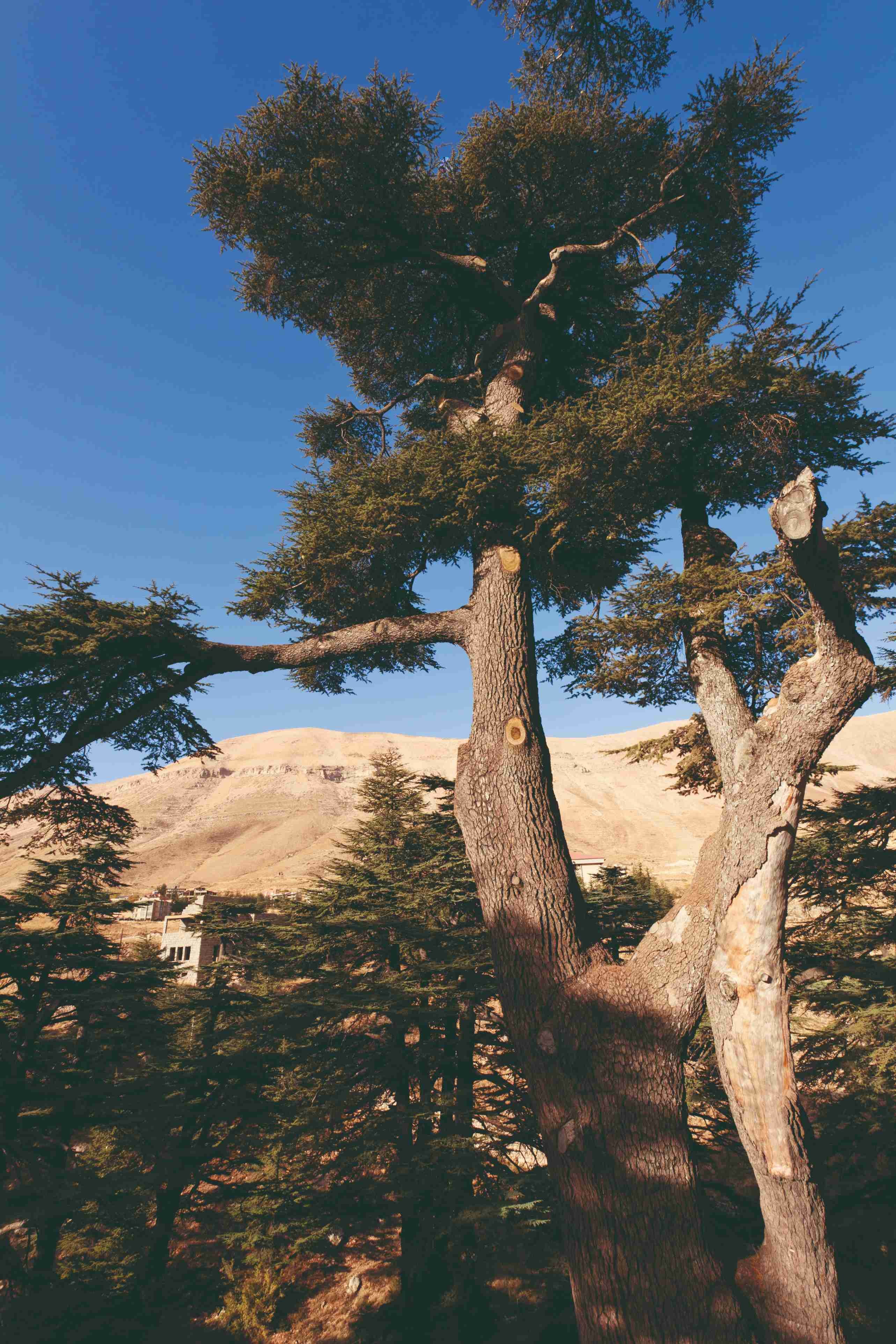 Die Schätze des Libanon - Los Cedros, Bcharré und die Qadicha - Los Cedros, Bcharré y la Qadicha