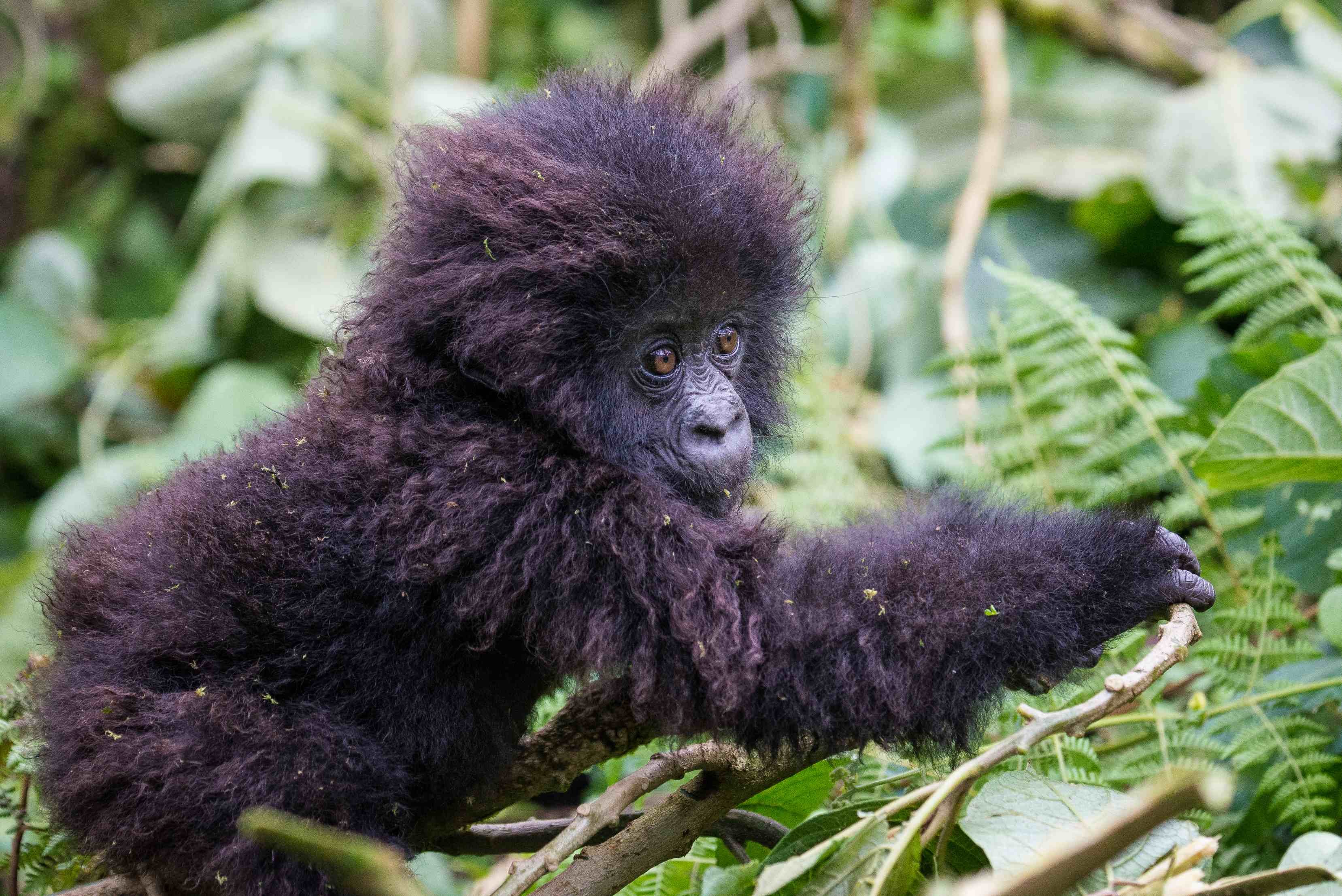 8 jours de safari au Rwanda - Trekking au gorille - Trekking au gorille