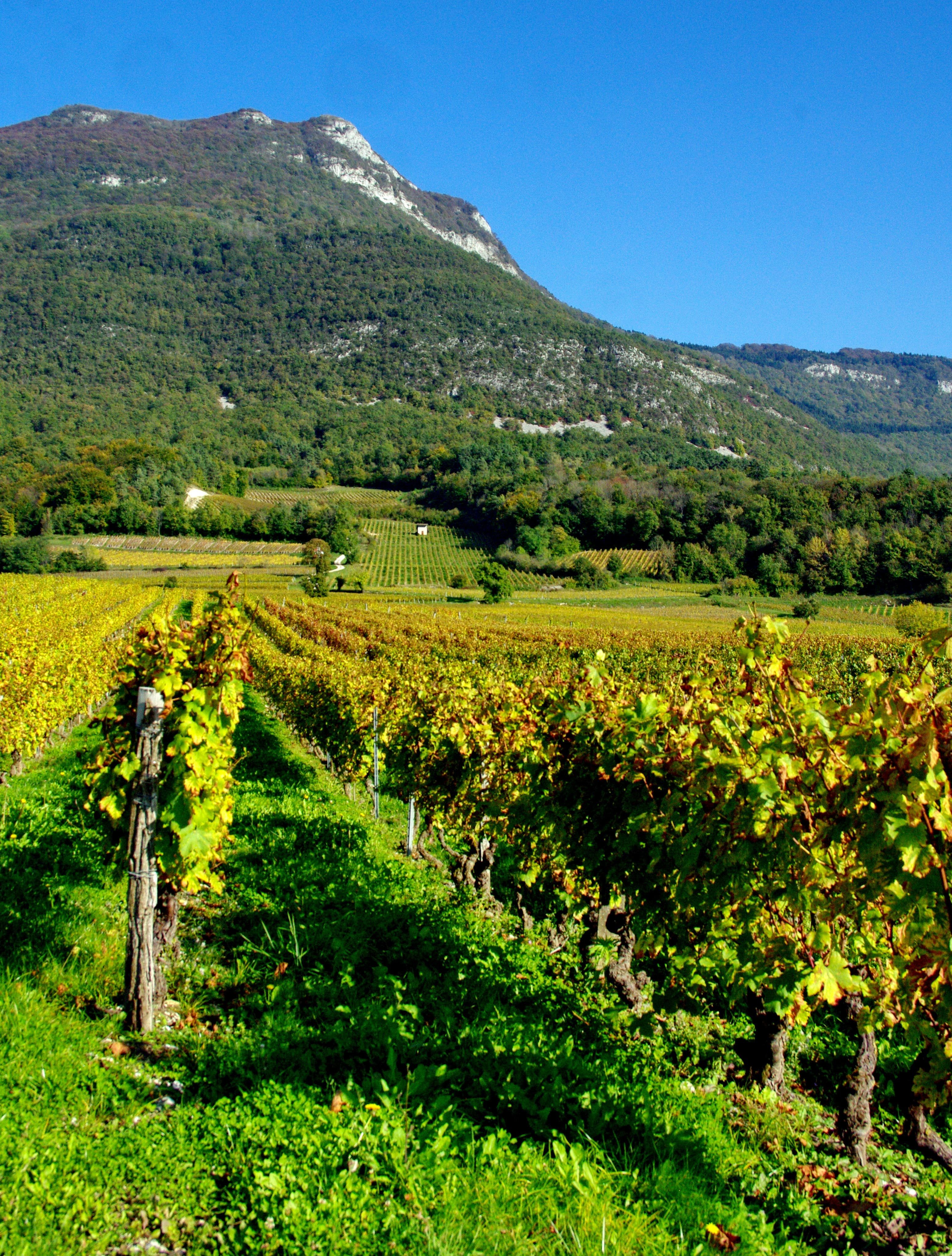 Descubriendo los Alpes - Viñedos y gastronomía - Vignobles et gastronomie
