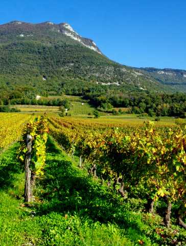 Discovering the Alps