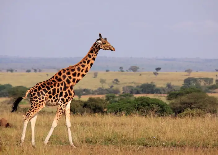 14-Day Grand Uganda Safari Experience - A morning arrival & transfer to Lake Mburo National Park - Photo of the day