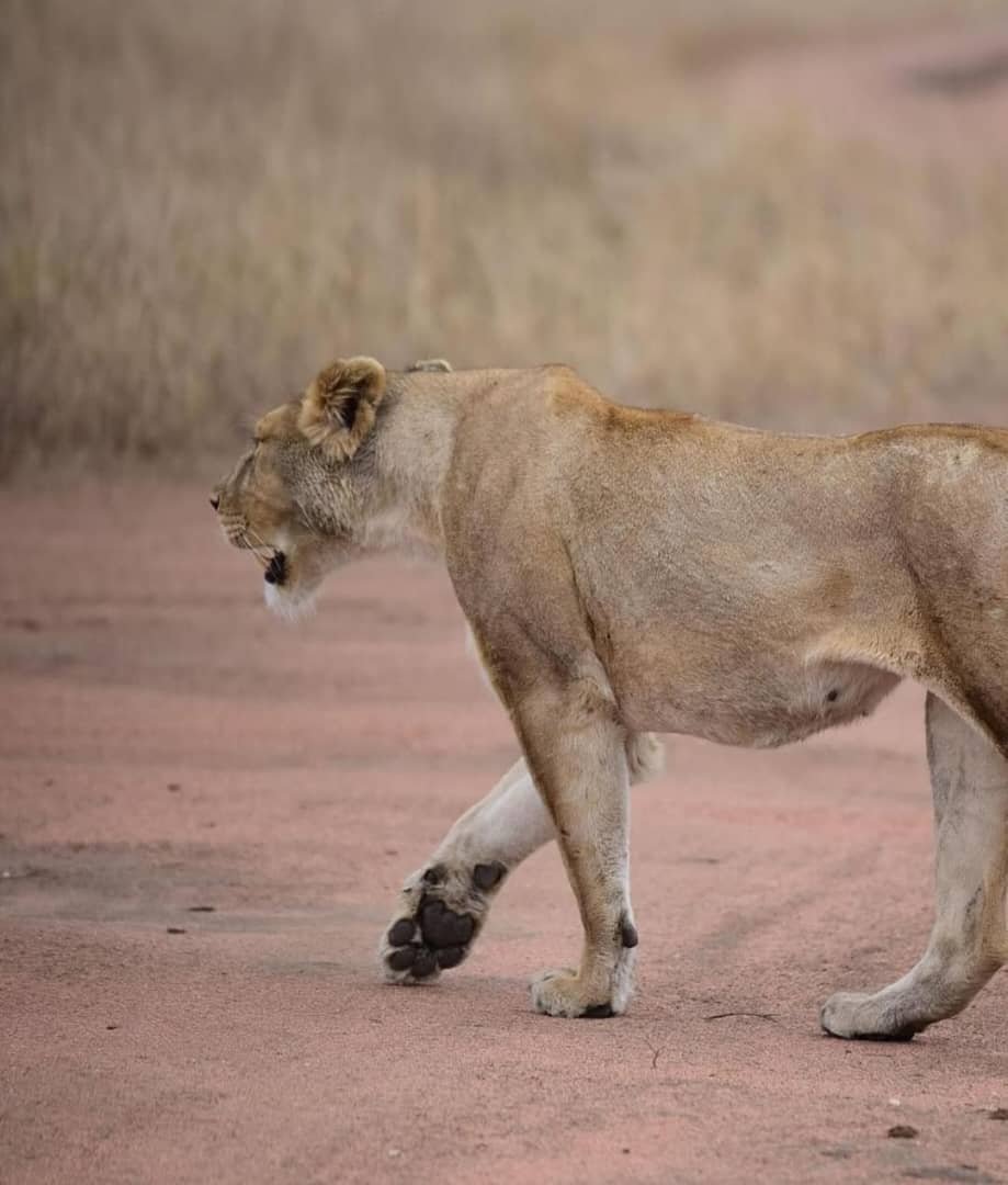Safari de 8 días por la vida salvaje de Tanzania y la temporada de parto - Llegada a Arusha - Foto del día