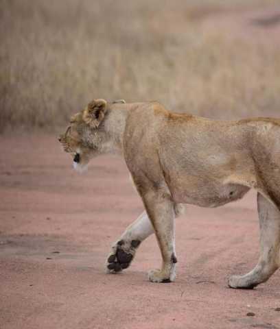 Safari de 8 jours en Tanzanie : faune et saison des naissances