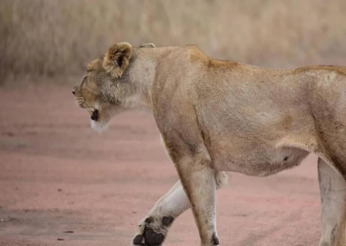 Safari de 8 días por la vida salvaje de Tanzania y la temporada de parto - Llegada a Arusha - Foto del día