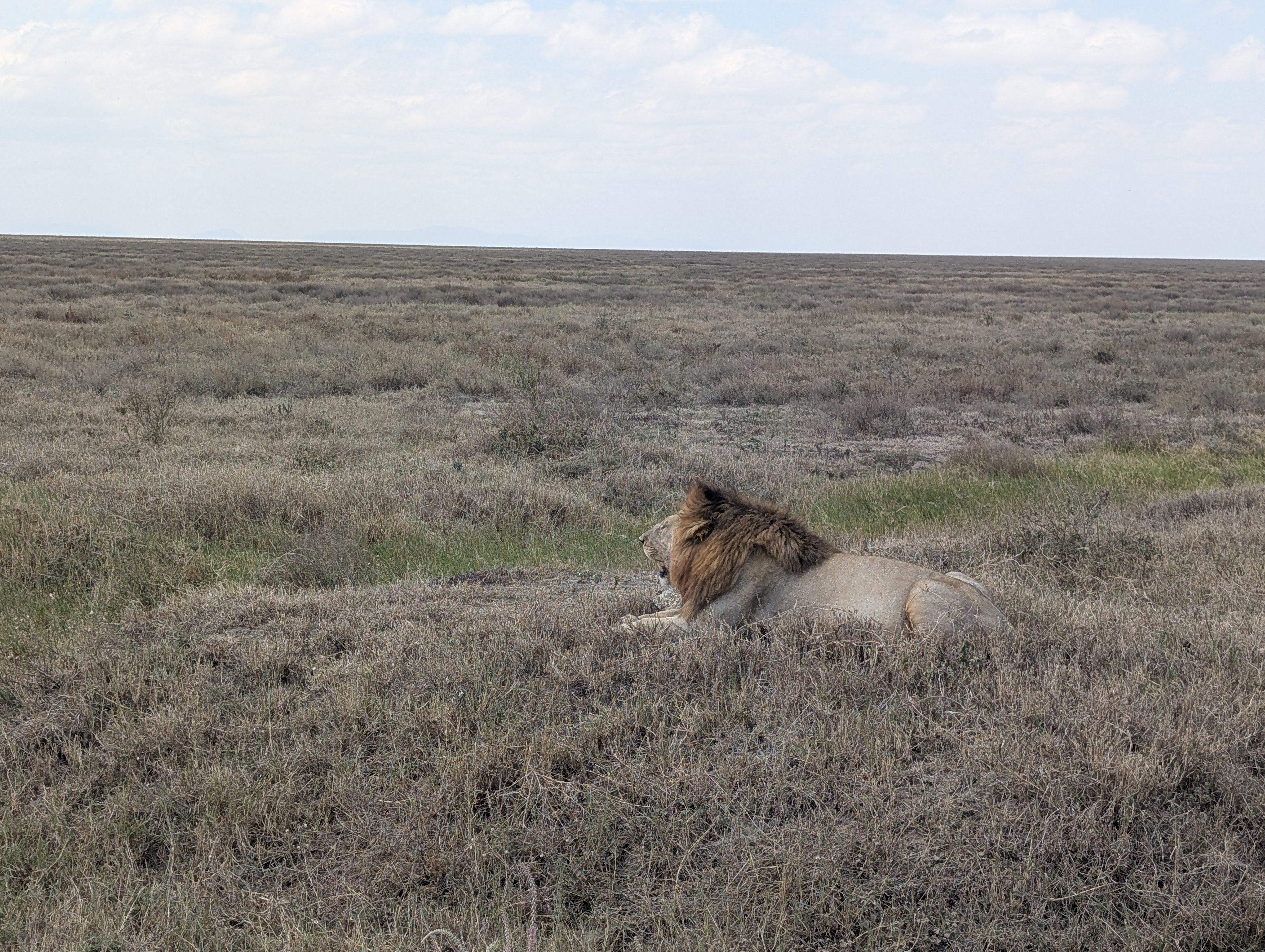 Budget-Safari und authentisches Abenteuer: Entdecken Sie ganz Tansania - Betreten Sie das Serengeti-Land - Tagesfoto