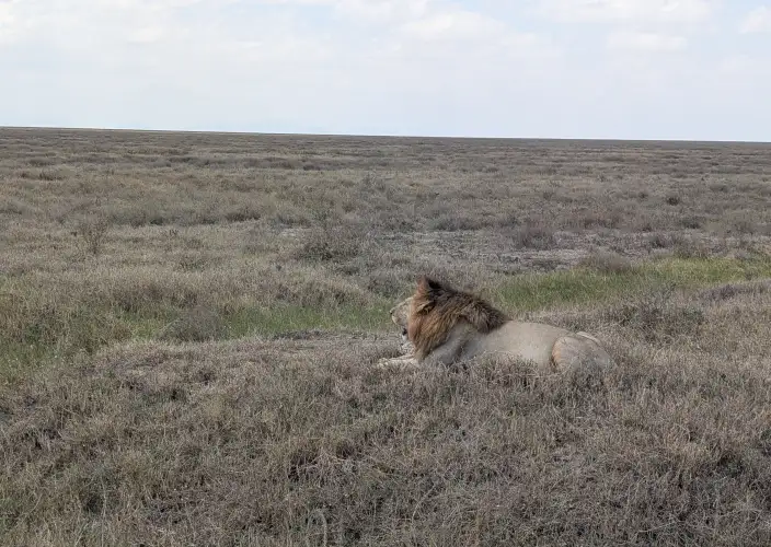 Budget-Safari und authentisches Abenteuer: Entdecken Sie ganz Tansania - Betreten Sie das Serengeti-Land - Photo du jour
