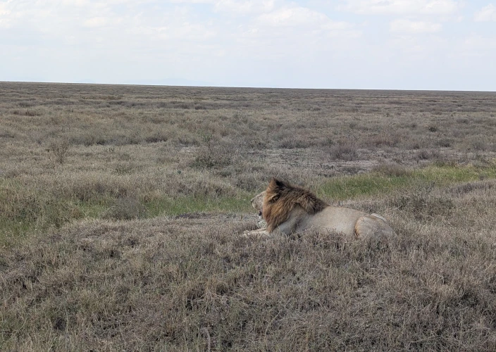Safári Econômico e Aventura Autêntica: Explore Toda a Tanzânia - Entre na terra do Serengeti - Foto do dia