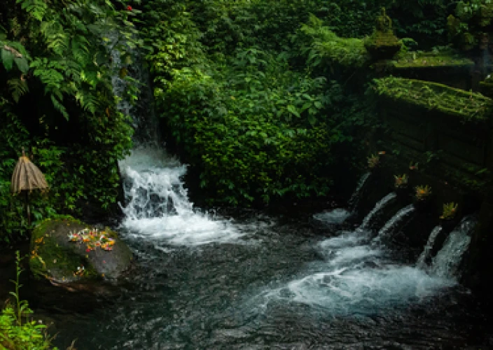 Bali met het gezin en tieners: avonturen, cultuur en onvergetelijke momenten op het eiland van de Goden. - Rocky in Bali: de opkomst van de kampioen! - Foto van de dag