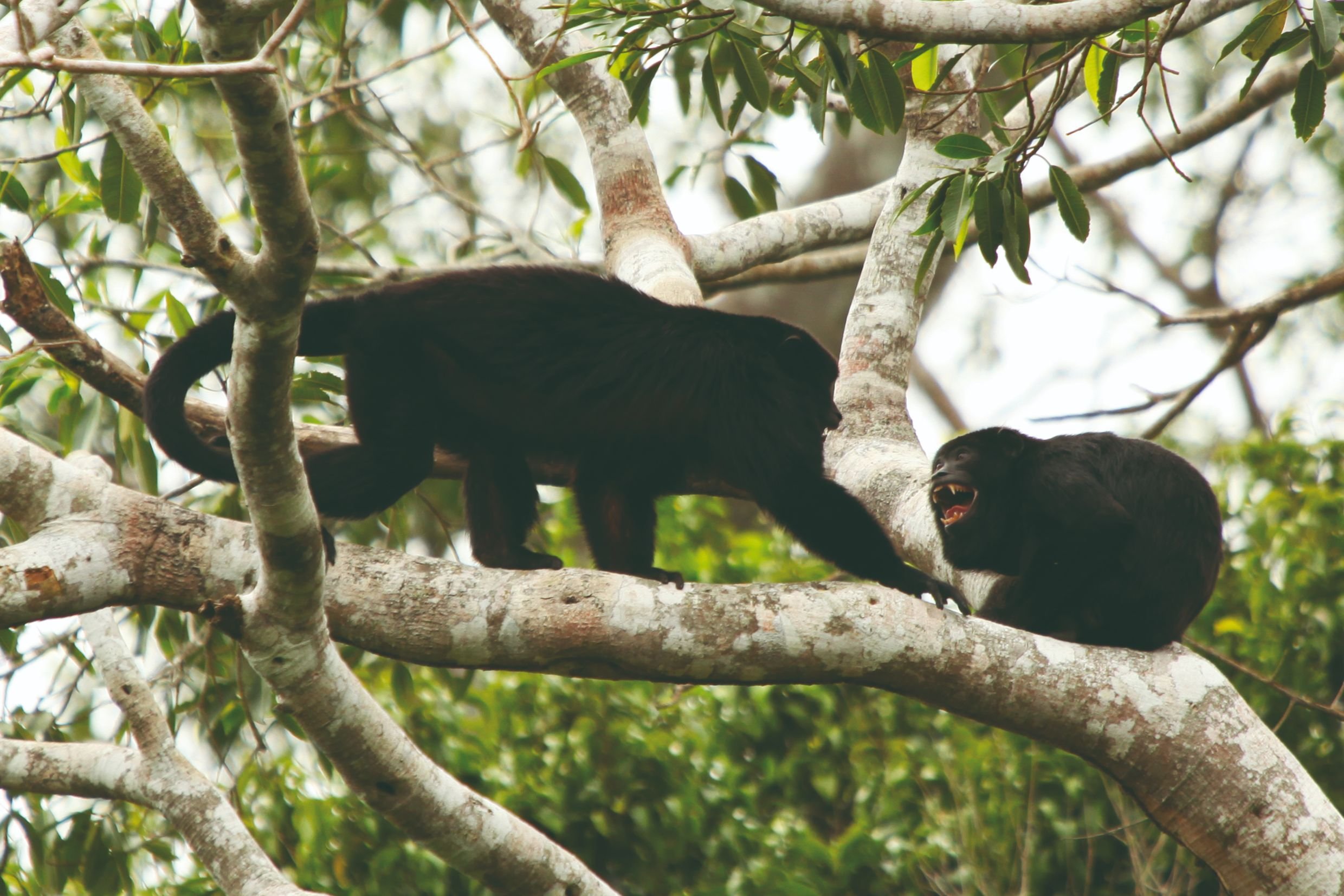 Survie dans le Madidi, immersion en Amazonie bolivienne - Parc Madidi - Parc Madidi