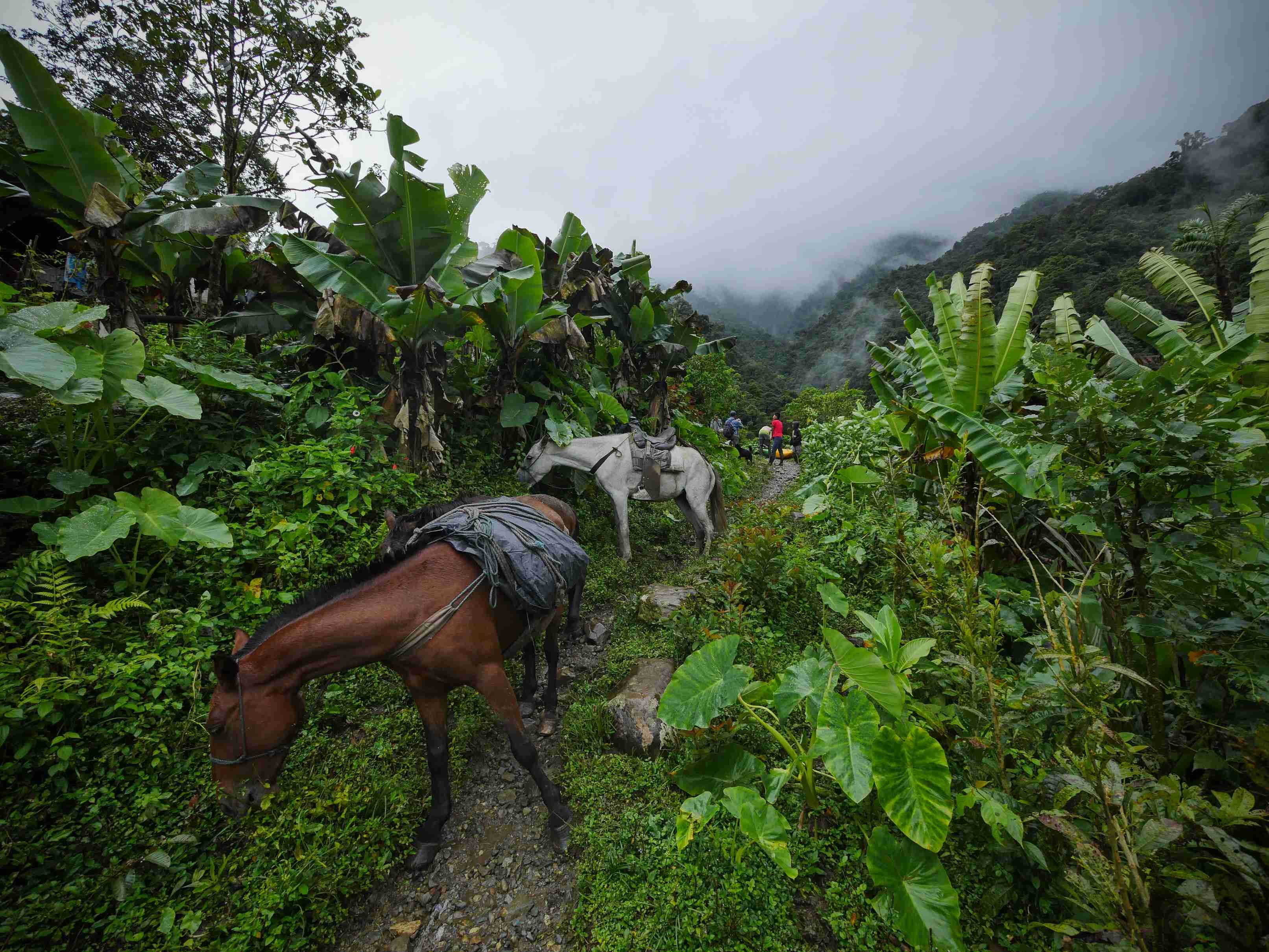 Colombie secrète : circuit aventure de 21 jours - Le Meta et les Llanos Orientales - Le Meta et les llanos Orientales