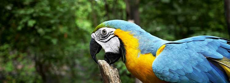 The Ecuadorian classics - Exploration of the Churute mangrove reserve - Exploration de la réserve de Manglares Churute