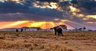 Aventure tanzanienne : 10 jours au cœur de la faune africaine - Retour Karatu - Retour Karatu