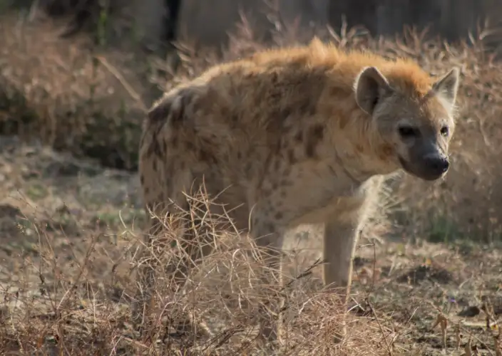 7 Tage Der Kreis des Lebens: Ein Kalbungs-Safari-Erlebnis - Serengeti zum Ngorongoro-Schutzgebiet - Tagesfoto