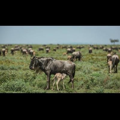 Ndutu Calving Migration Safari in Tanzania - Full game drive in Ndutu. - 5afae292daf978db11407e4605961024