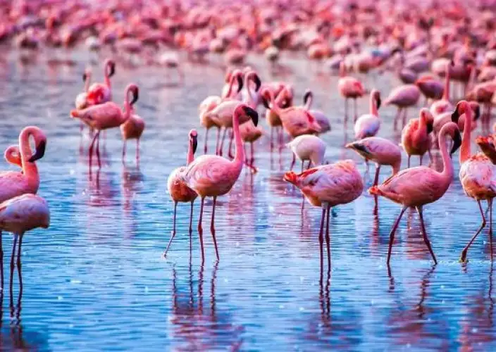 Esencia de Kenia Safari - Samburu al Parque Nacional del Lago Nakuru - Foto del día