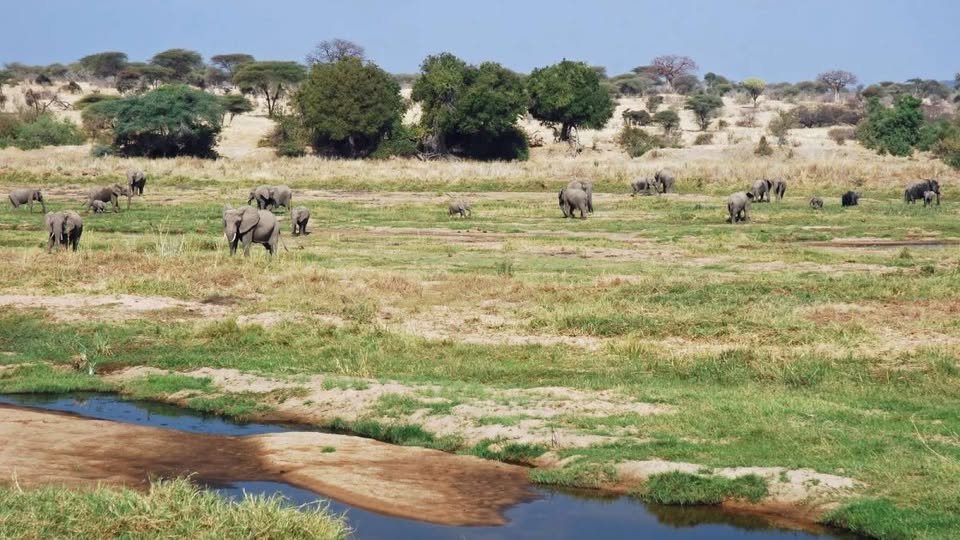 Explore the diverse landscapes and wildlife of Tanzania's hidden gems - Drive to Ruaha National - Photo of the day