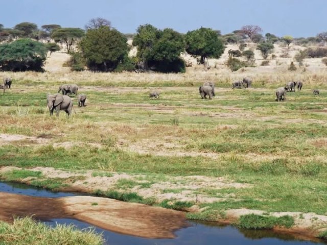 Explorez les paysages variés et la faune des trésors cachés de la Tanzanie