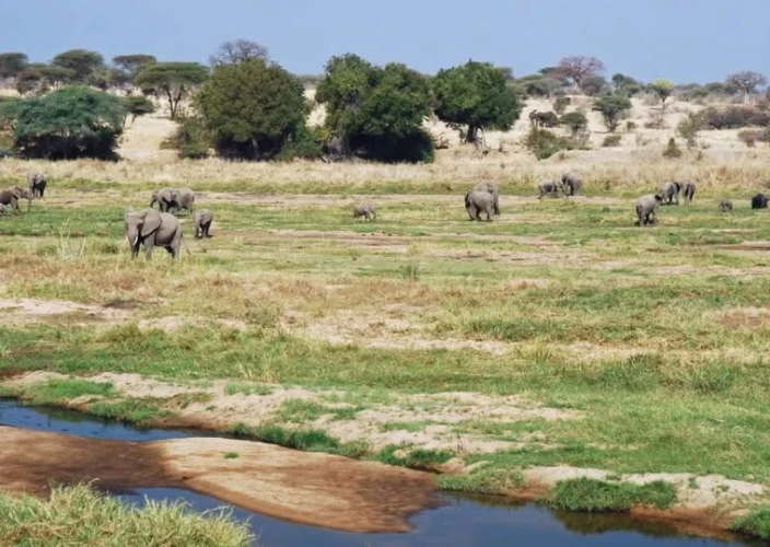 Explorez les paysages variés et la faune des trésors cachés de la Tanzanie - Conduisez jusqu'au parc national de Ruaha - Photo du jour