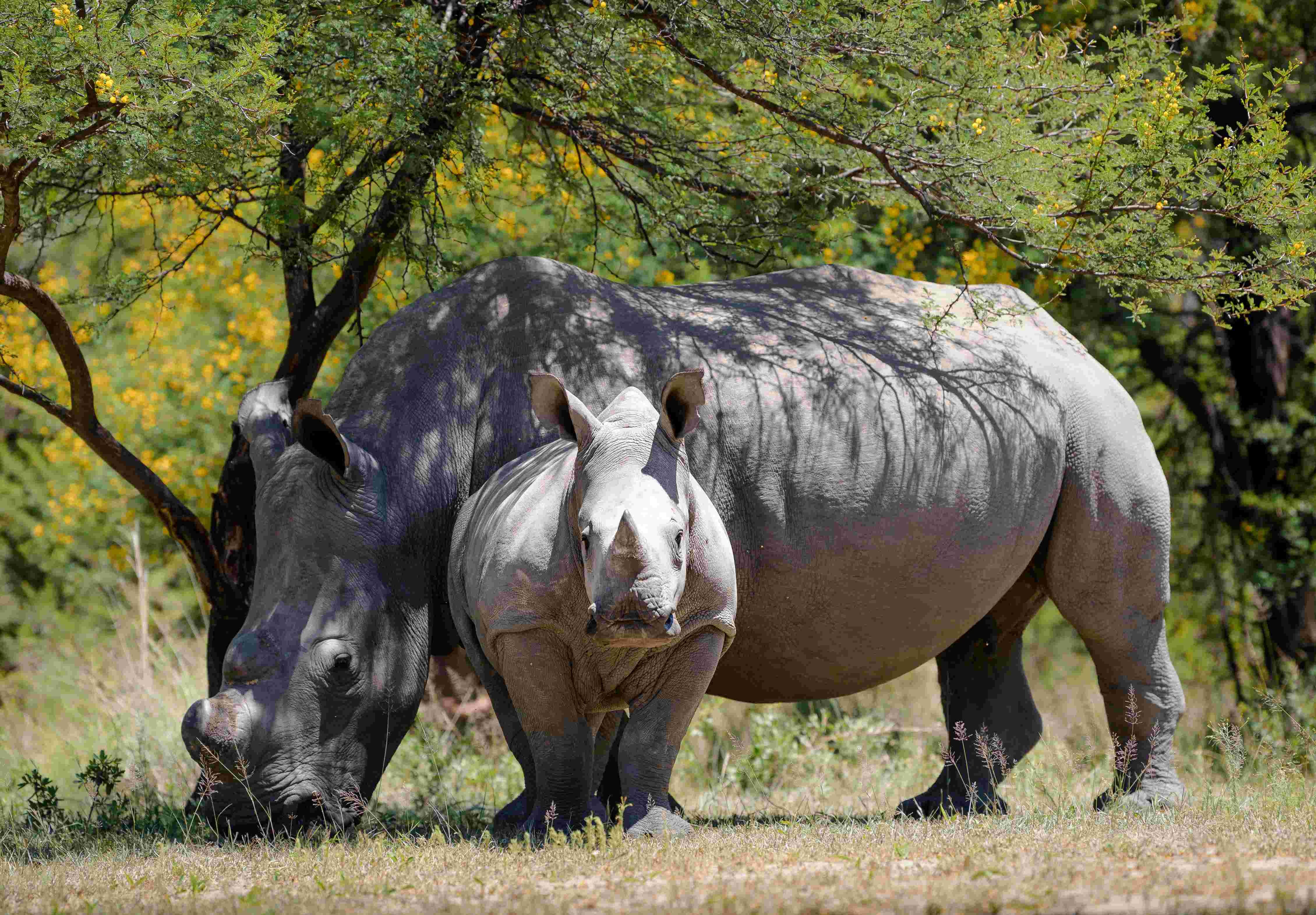 Geleide rondreis - De hoogtepunten van Zimbabwe - Nationaal park Matobo - Parc national de Matobo
