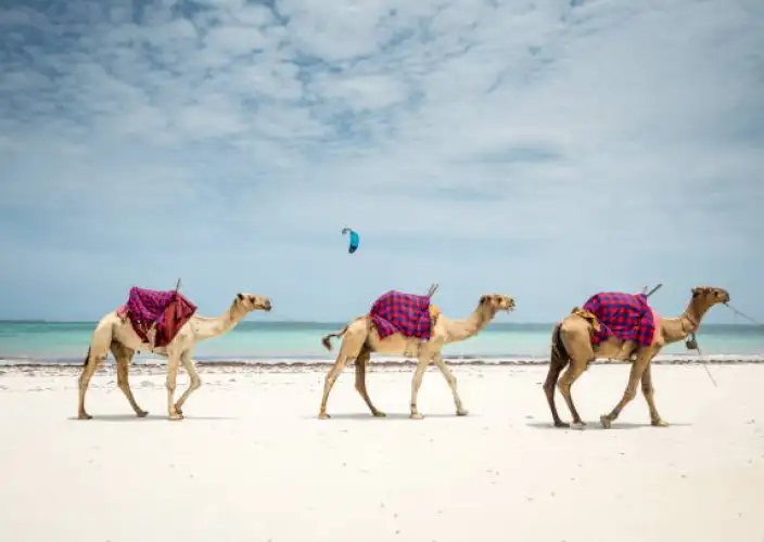 Esencia de Kenia Safari - Diani – Último día en el paraíso - Foto del día