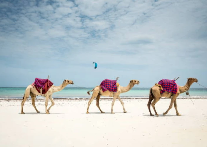 Essence of Kenya Safari - Diani – Last Day in Paradise - Photo of the day