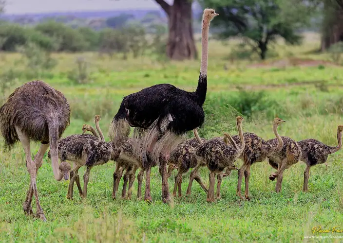 Safari de observación de aves - Mto wa Mbu - Parque nacional de Tarangire - Famille d'autruches Tanrangire