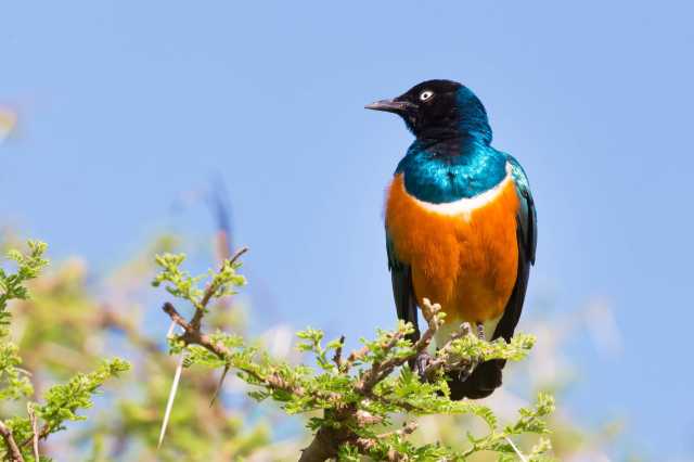 Viaje al Sur y Gran Rift