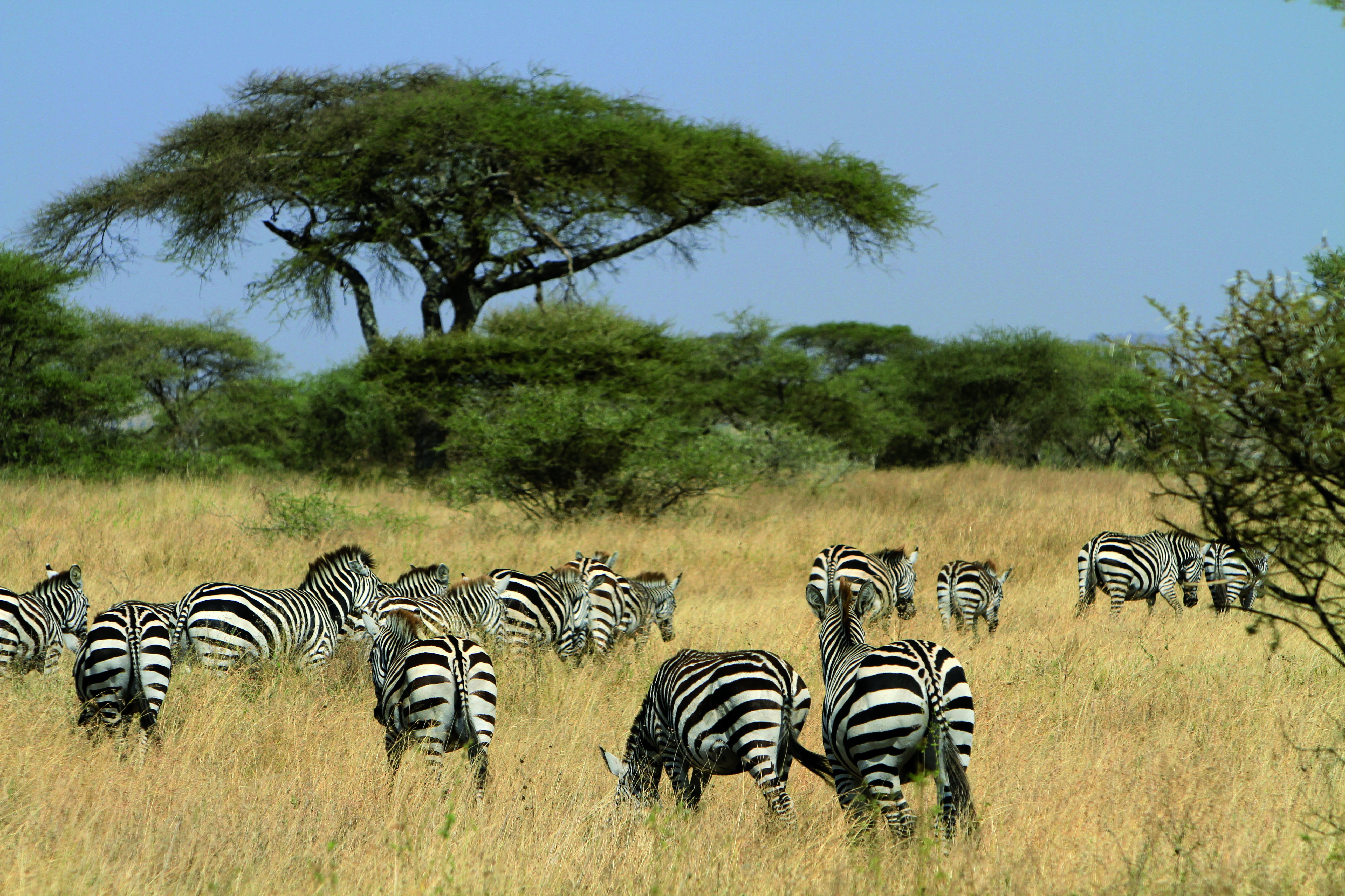 6 dagen safari om de migratie van de gnoes in de Serengeti, in Tanzania, te observeren. - Volledige safari in het centrale Serengeti Nationaal Park. - Safari complet dans le parc national du Serengeti central.