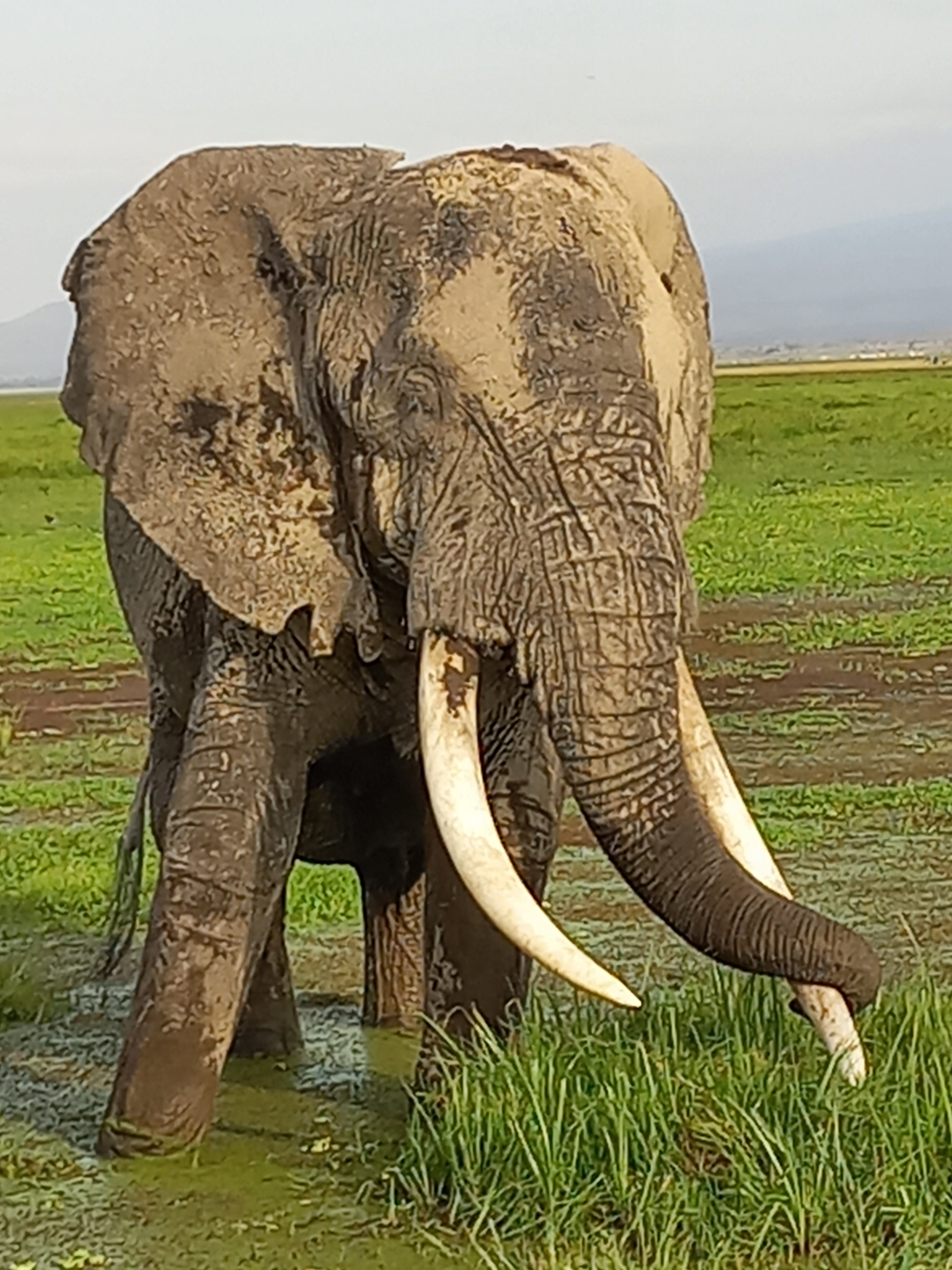 Classic 8-day safari in Kenya - Amboseli National Park - Parc national d'Amboseli