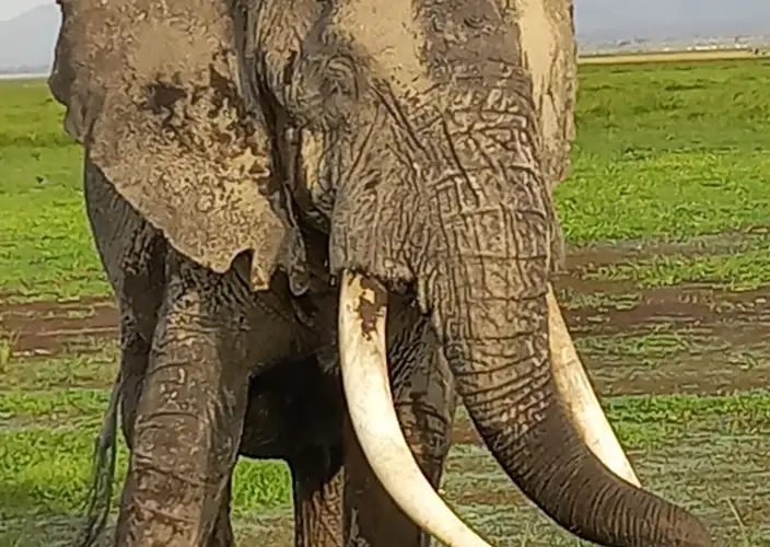 Classic 8-day safari in Kenya - Amboseli National Park - Parc national d'Amboseli