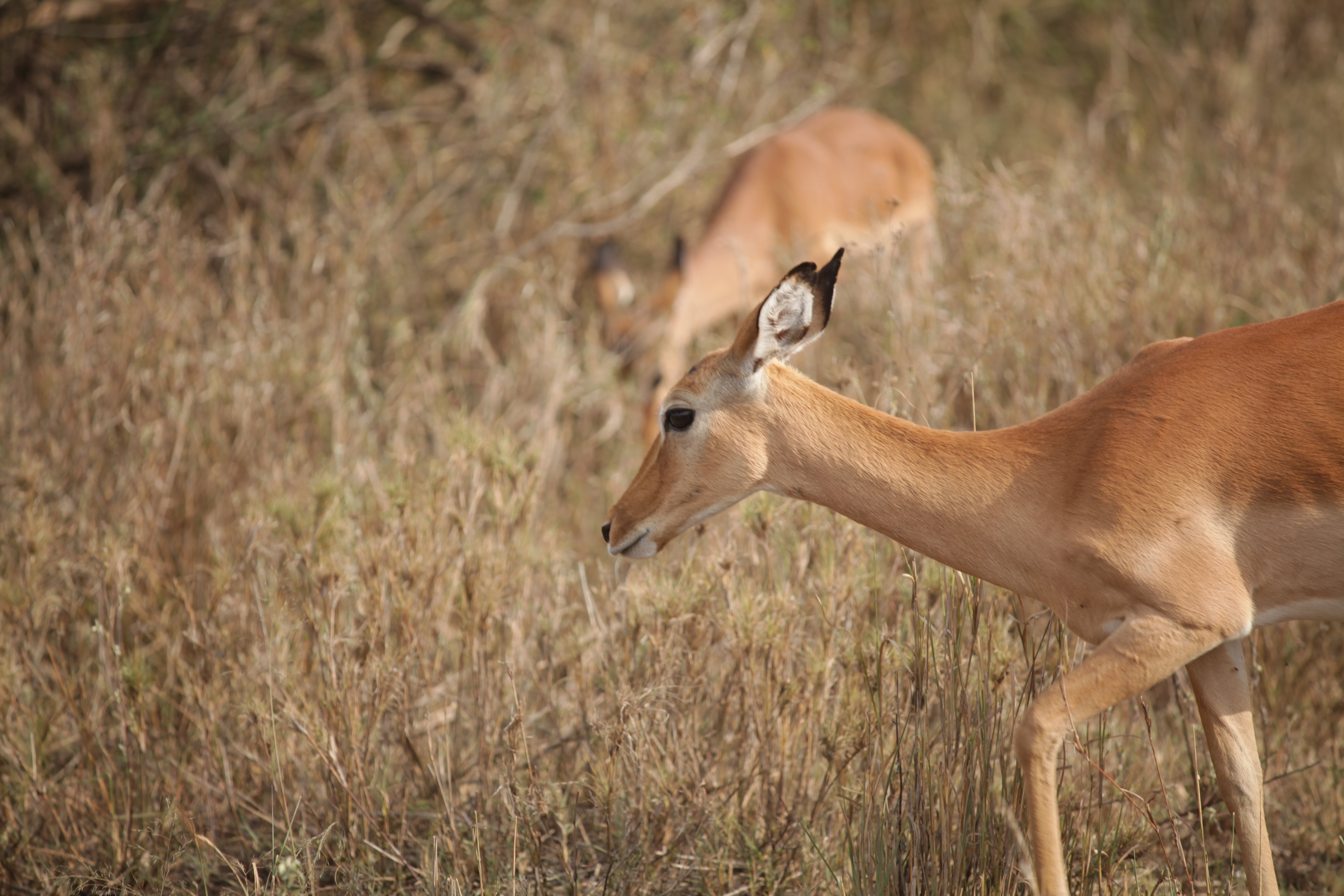 5 Días de Safari de la Temporada de Parto en Ndutu desde Zanzíbar - Ndutu – Parque Nacional del Serengeti Central - Foto del día