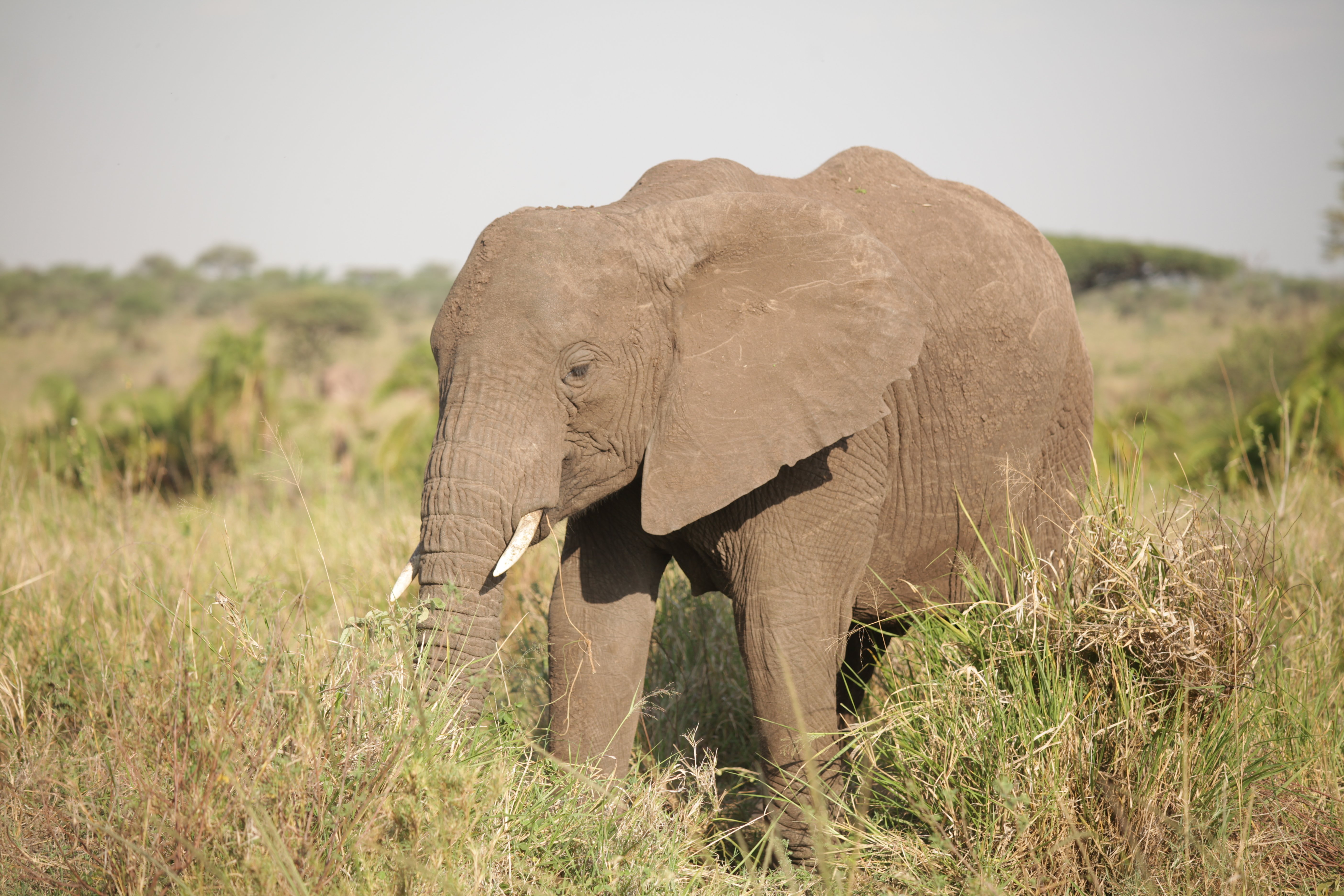 5 Días de Safari de la Temporada de Parto en Ndutu desde Zanzíbar - Ndutu Area (Serengeti del Sur) de día completo - Foto del día