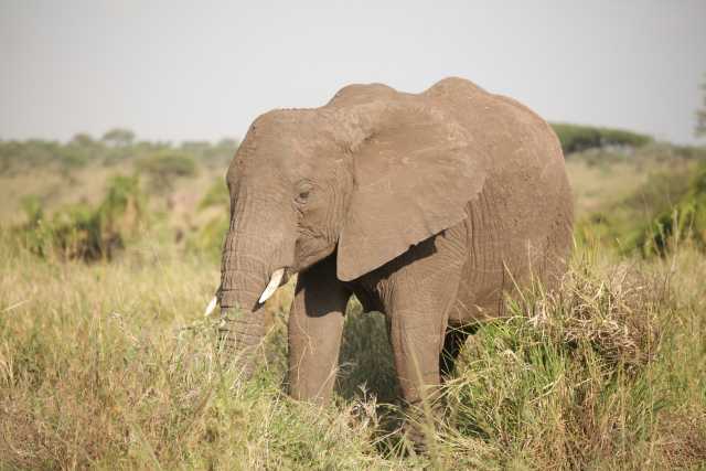 5 Días de Safari de la Temporada de Parto en Ndutu desde Zanzíbar